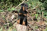 BEAUCERON - PUPPIES 160